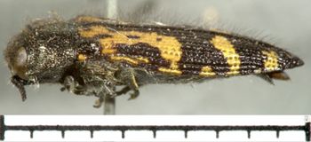 Media type: image;   Entomology 2722 Aspect: habitus lateral view